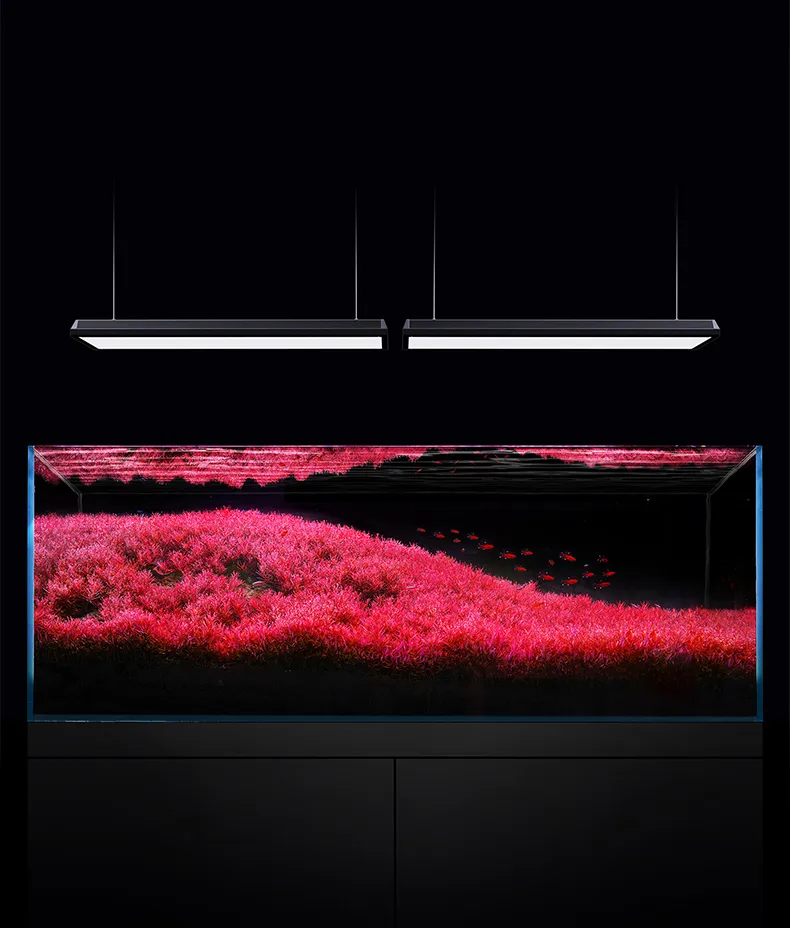 Aquatic Light