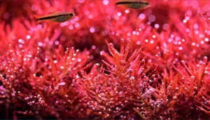 Full spectrum LED aquarium light for deep red plants